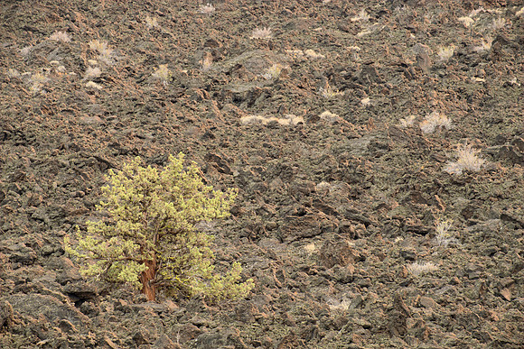 Lava Field With Juniper