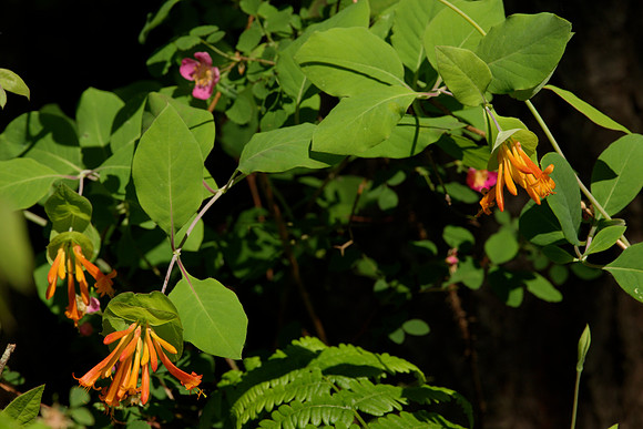 Flowers, Western Trumpet Honeysuckle