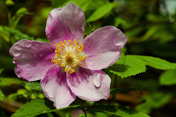 Nootka Rose After Rain