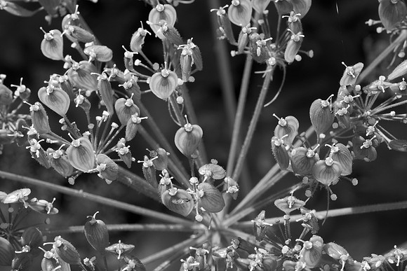 Heracleum Lanatum Post Flowering