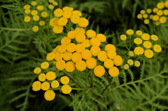 Tansy Flowers