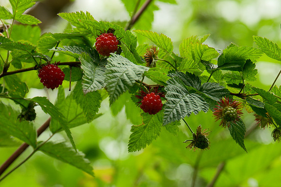 Salmonberries