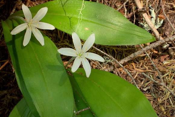 Queen's Cup Lily