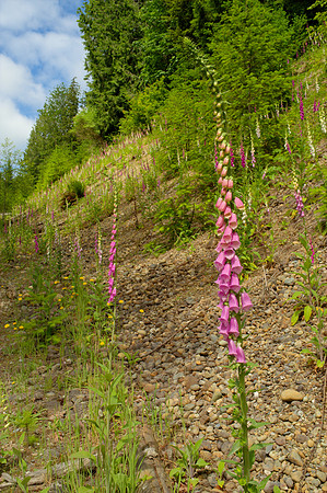 Foxgloves on a Clearcut Slope