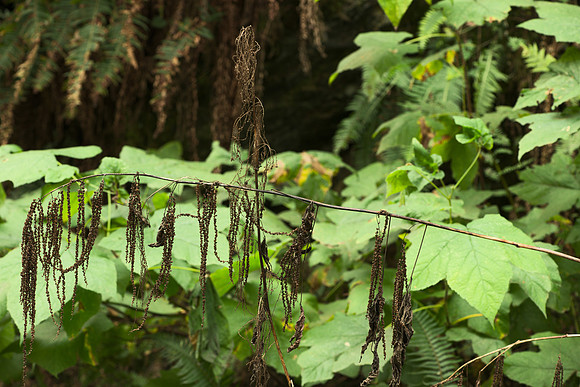 Withered Aruncus dioica