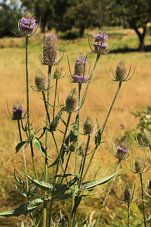 Teasel