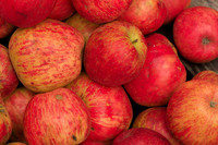 Newly-Picked Apples