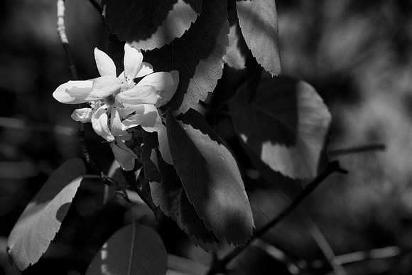 Black and White Serviceberry