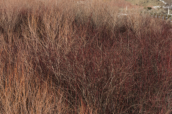 Winter Willows