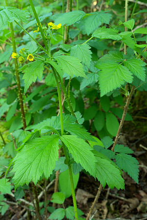 Mystery Plant