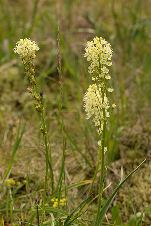 Meadow Deathcamas