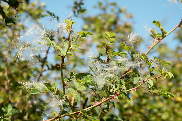 Seeds and Branches