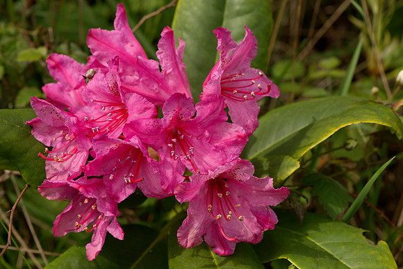 Pacific Rhododentron Flower and Leaves