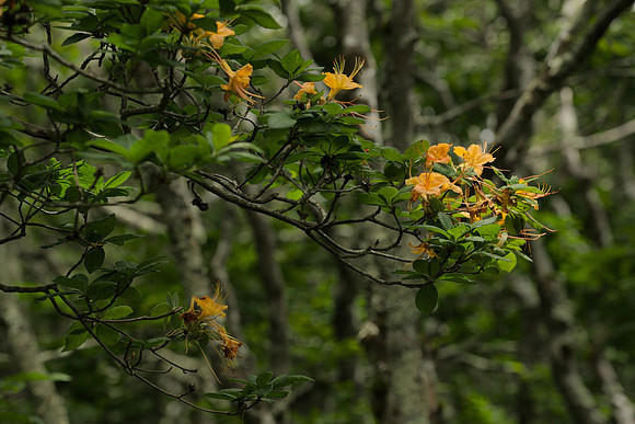 Wild Azalea Flowers I