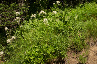 Trailside Plants