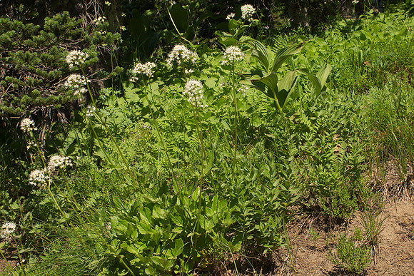Trailside Plants