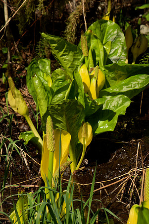 Western Skunk Cabbage I