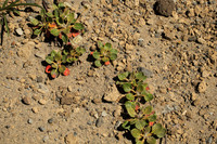 Newberry's Knotweed, or Not