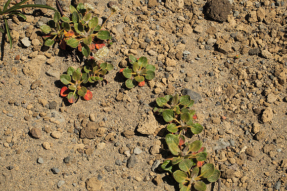 Newberry's Knotweed, or Not