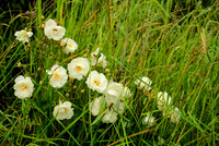 Abandoned Rosebush in Tall Grass