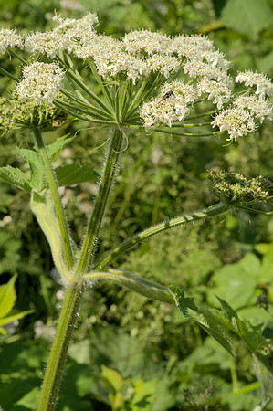 Flowers and Stems, Cow Parsnip