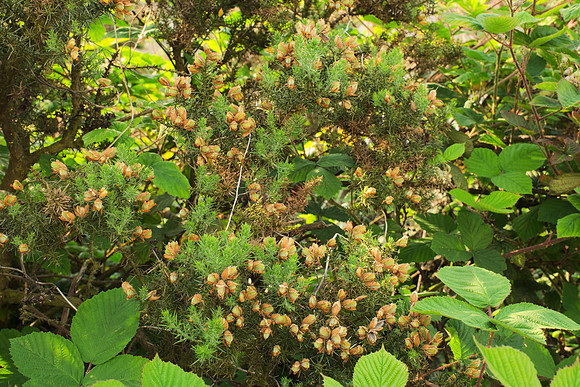 Gorse with a Garland