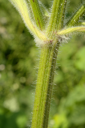 Stem, Cow Parsnip