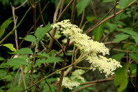 Rowan Flowers