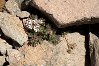 Collomia debilis