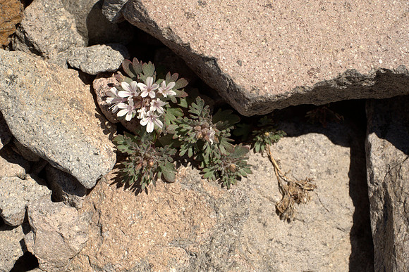 Collomia debilis