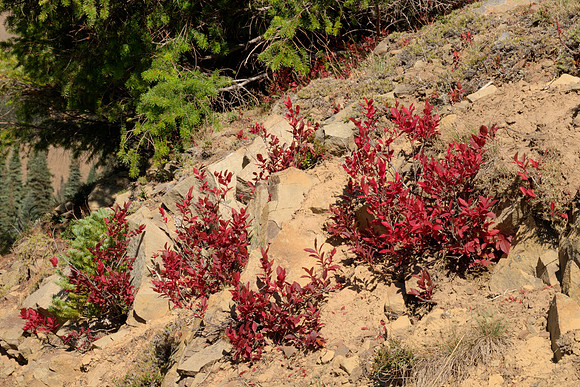 Fall Foliage at High Altitude