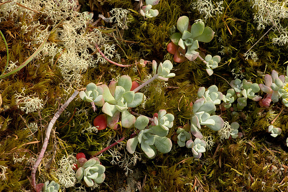 Sedum