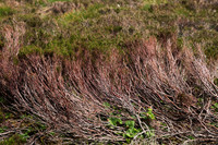 Heather, Above and Below