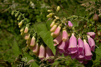 A Digitalis Affair
