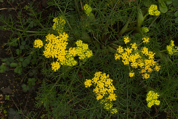 Common Lomatium