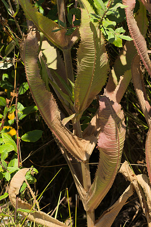 Withering Lower Leaves, Fuller's Teasel
