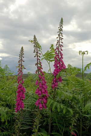 Foxgloves and Bracken