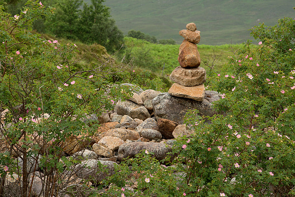 Wild Roses and Cairn