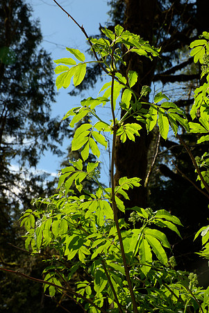 Leaves and Buds, Red Elderberry