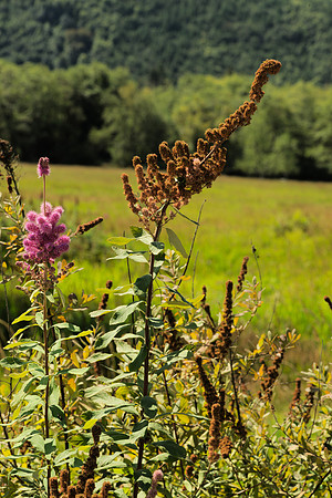 Douglas Spirea