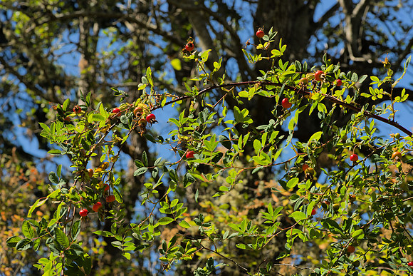 Nootka Rose in Fruit