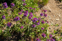 Penstemons