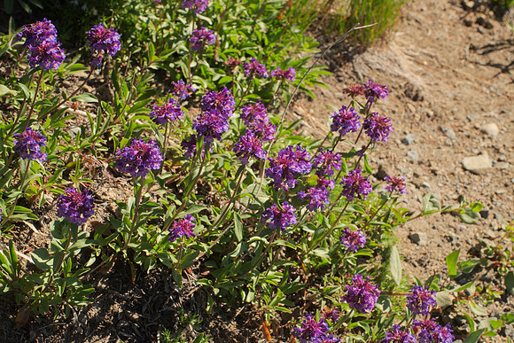 Penstemons