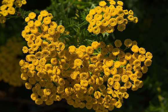 Flowers of Tanacetum vulgare