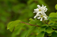 Flower, Serviceberry
