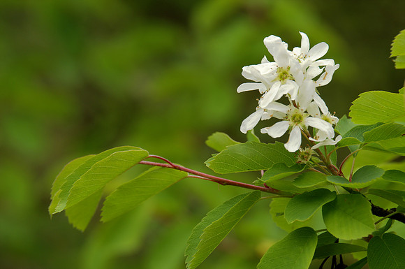 Flower, Serviceberry