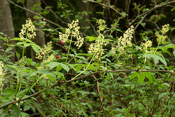 Flowers of Red Elderberry