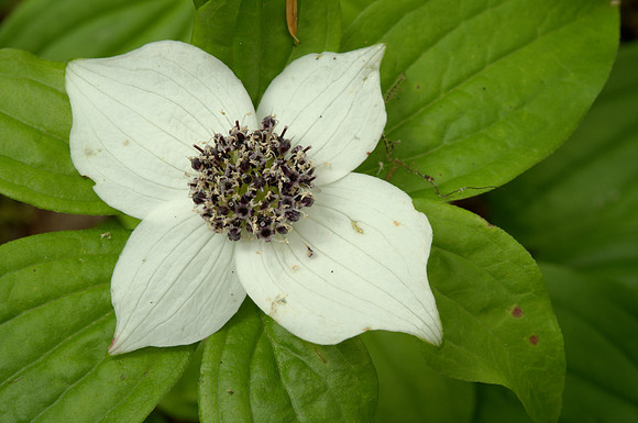 Bunchberry