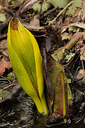 Skunk-Cabbage