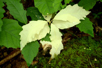 Diseased Plant
